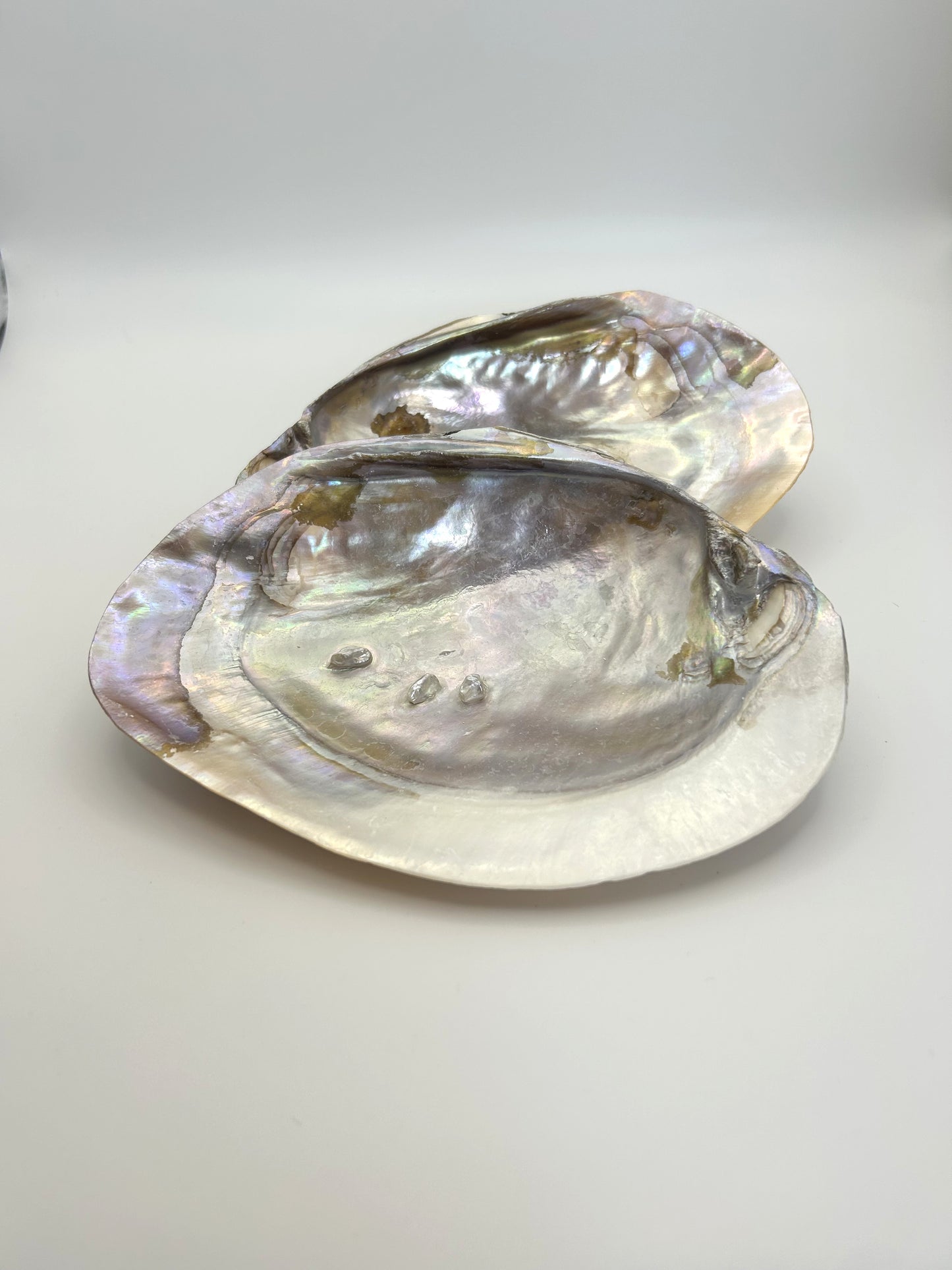 Muschelschalen