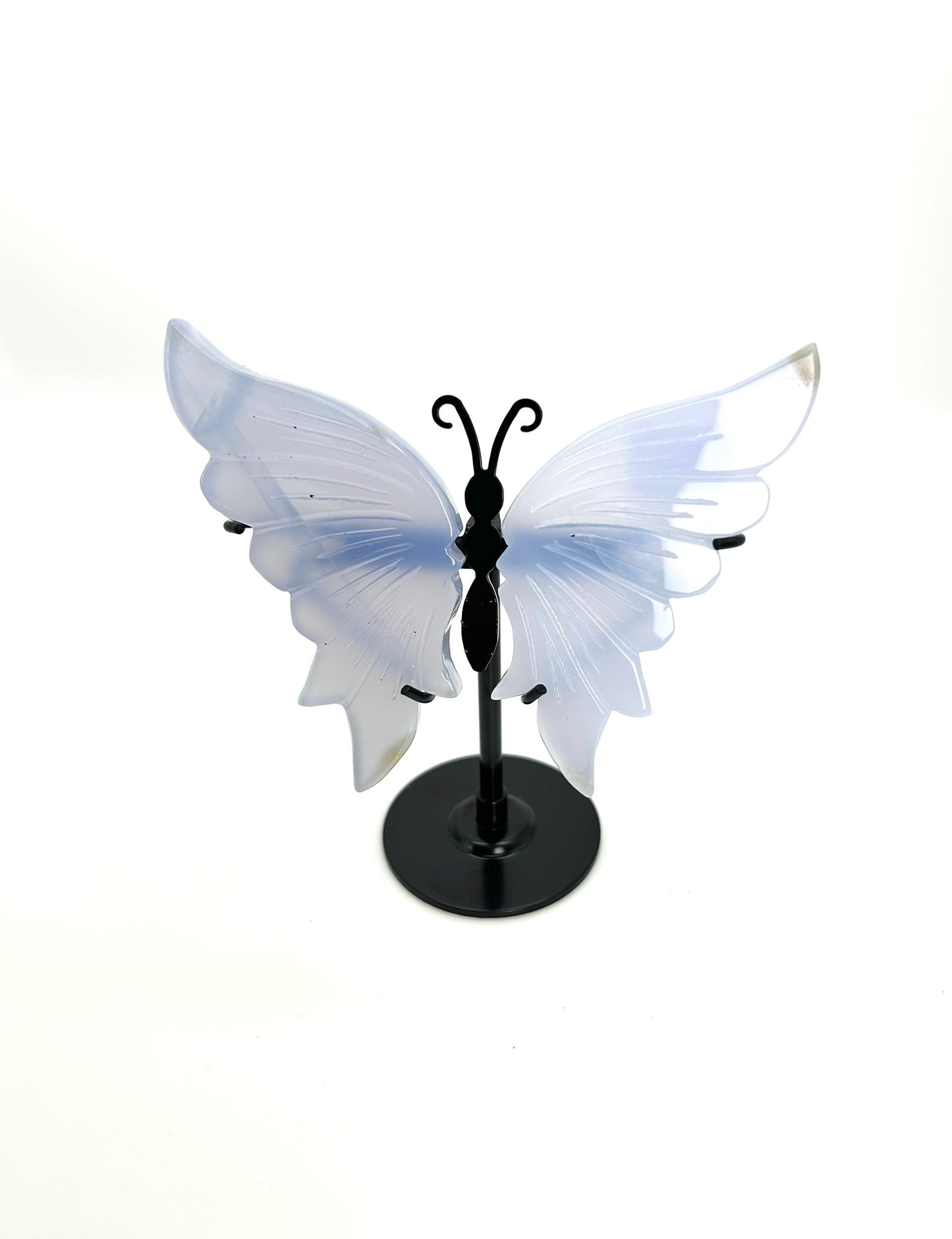 Chalcedon Schmetterling