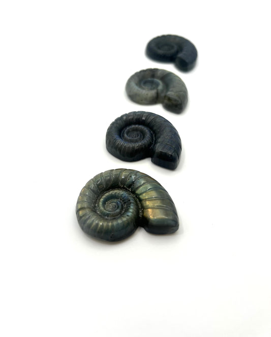 Labradorit Carving Ammonit